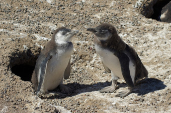 以麦哲伦命名的企鹅殖民地<strong>高峰</strong>通博一个的最大的世界巴塔哥尼亚阿根廷