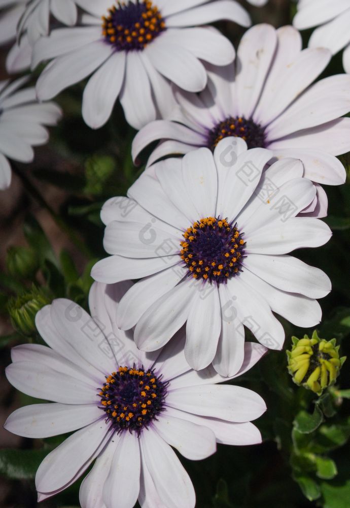 角黛西osteospermum