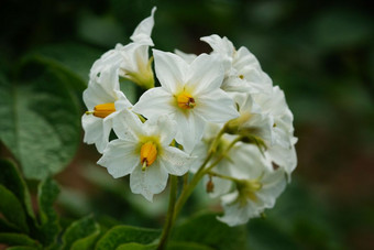 <strong>开花土豆</strong>植物茄属植物tuberosum