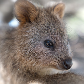 短尾矮袋鼠setonix短龙图像是采取罗特内斯特岛西方澳大利亚