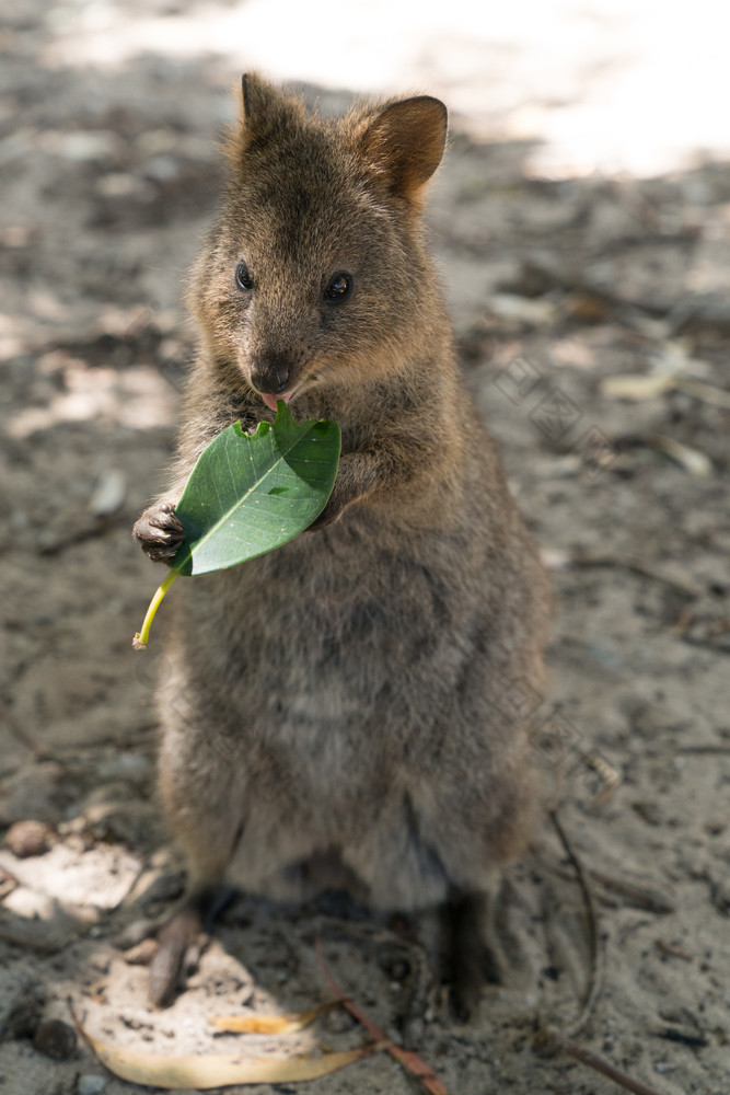 短尾矮袋鼠setonix短龙图像是采取罗特内斯特岛西方澳大利亚