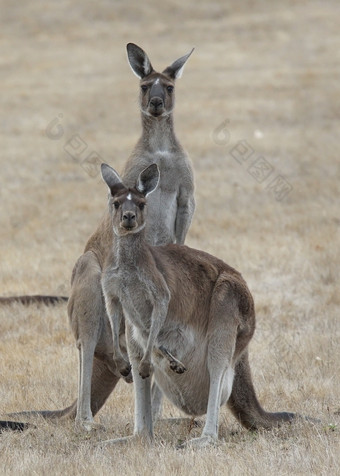 西方灰色袋鼠捕食富利吉诺苏斯照片是采取西方澳大利亚