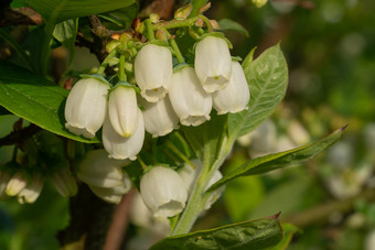 开花<strong>蓝莓</strong>Vacciniummyrtillus