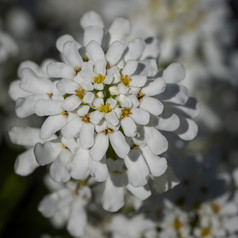 常绿屈曲花属植物Iberis它们花朵春天