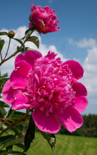 牡丹芍药属花卉。花夏天