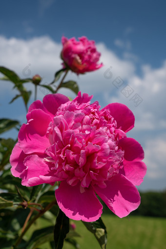 牡丹芍药属花卉。花夏天