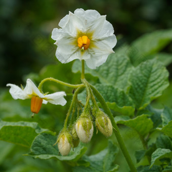 开花土豆植物<strong>茄</strong>属植物tuberosum