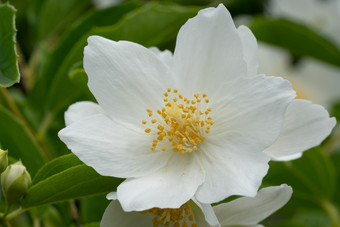 英语山茱萸山<strong>梅花</strong>冠状动脉关闭的花头