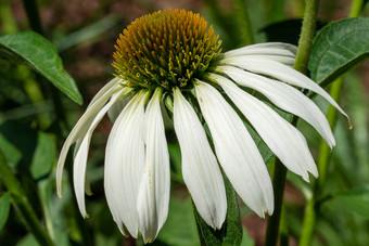 松果<strong>菊</strong>紫锥<strong>菊</strong>紫竹花夏天