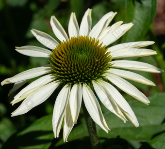 松果菊紫锥菊紫竹花夏天