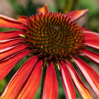 松果菊紫锥菊紫竹花夏天