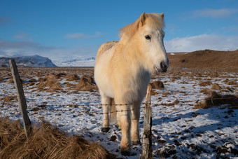 <strong>冰岛</strong>马科仕caballus传统的马从的<strong>冰岛</strong>岛