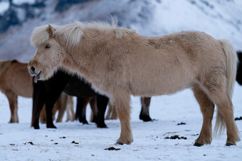 <strong>冰岛</strong>马科仕caballus传统的马从的<strong>冰岛</strong>岛