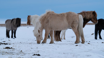 冰岛马科仕caballus传统的马从的冰岛岛