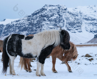 冰岛马科仕caballus传统的马从的冰岛岛
