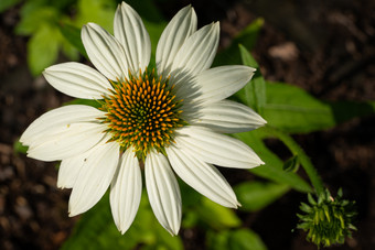 松果<strong>菊</strong>紫锥<strong>菊</strong>紫竹花夏天