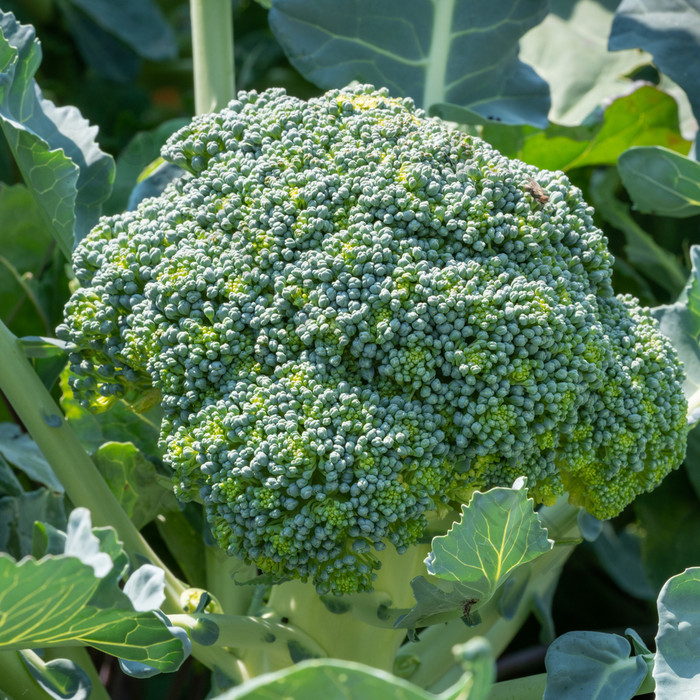 绿色食物关闭西兰花植物准备好了收获