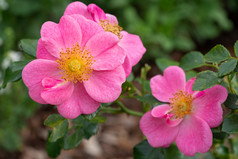 矮玫瑰蔷薇属天井没有蜜蜂花夏天