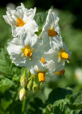 开花土豆植物<strong>茄</strong>属植物tuberosum