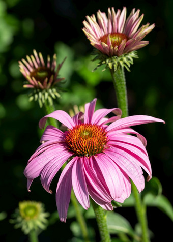 松果<strong>菊</strong>紫锥<strong>菊</strong>紫竹花夏天