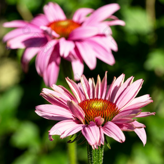 松果菊紫锥菊紫竹花夏天