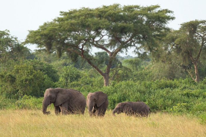 非洲大象学名Loxodonta非洲女王伊丽莎白国家公园乌干达