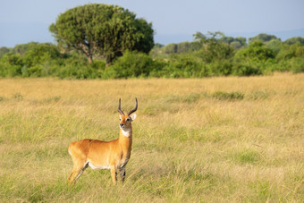 乌干达土生土科布斯thomasi女王伊丽莎白国家公园乌干达