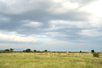 景观女王伊丽莎白国家公园与群乌干达kobs对天空乌干达