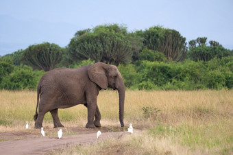 非洲大象学名Loxodonta非洲女王伊丽莎白国家公园乌干达