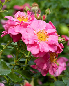 关闭图像玫瑰开花没有蜜蜂花夏天