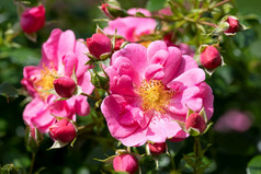 关闭图像玫瑰开花没有蜜蜂花夏天