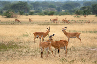 乌干达土生土科布斯thomasi国家公园乌干达