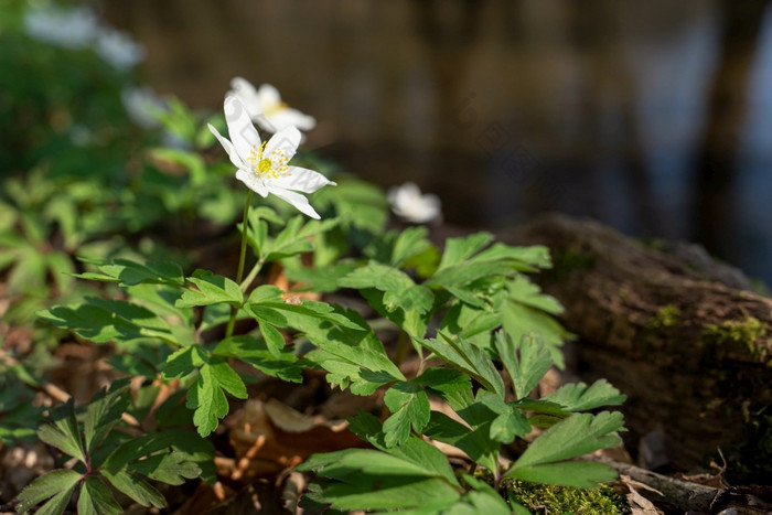 森林在春天关闭图像风之花海葵nemorosa