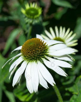 松果菊紫锥菊紫竹花夏天