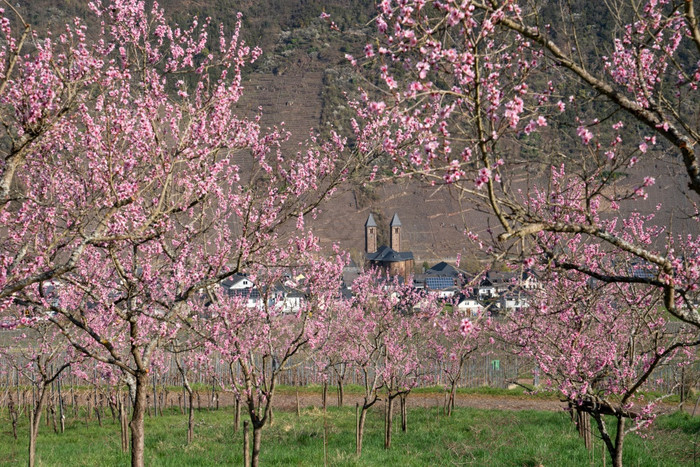 开花座葡萄园桃子树春天摩泽尔地区恩斯特德国