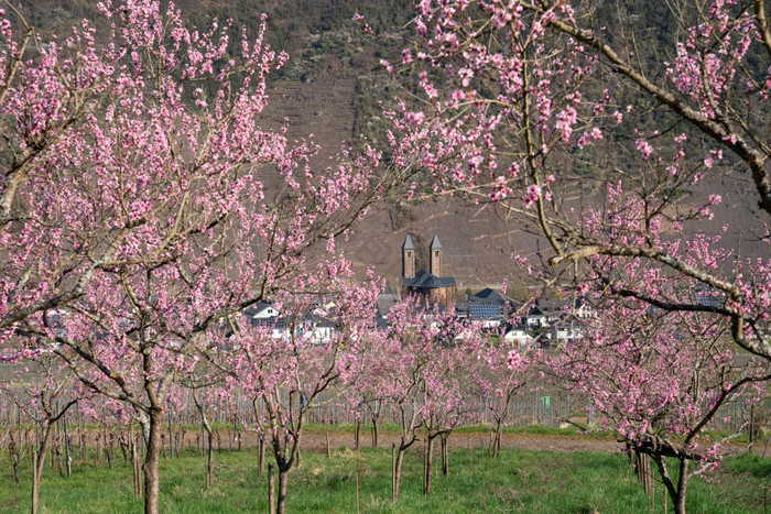 开花座葡萄园桃子树春天摩泽尔地区恩斯特德