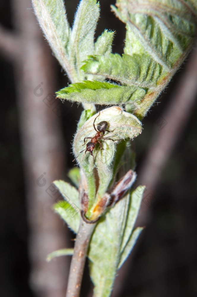 蚂蚁是家庭昆虫的总科膜翅目昆虫蚂蚁
