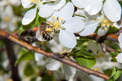 昆虫白色春天花苹果