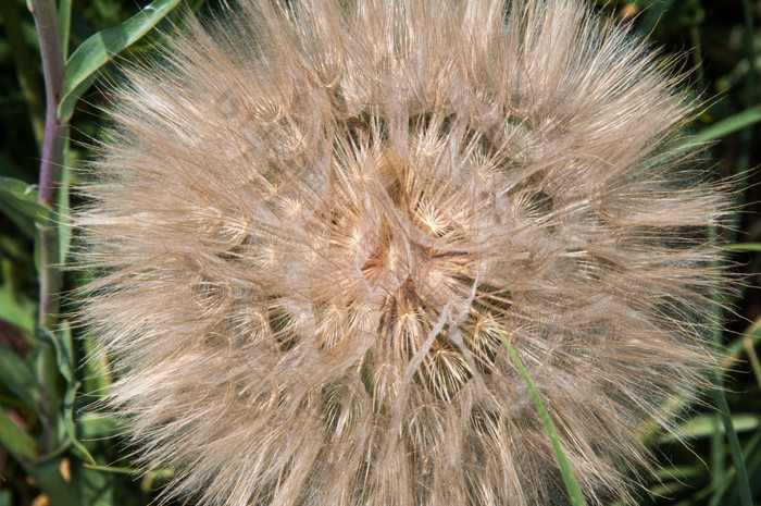 蒲公英种子熊水果与白色植绒的从6月直到中期秋天