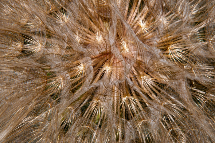 蒲公英种子熊水果与白色植绒的从6月直到中期秋天