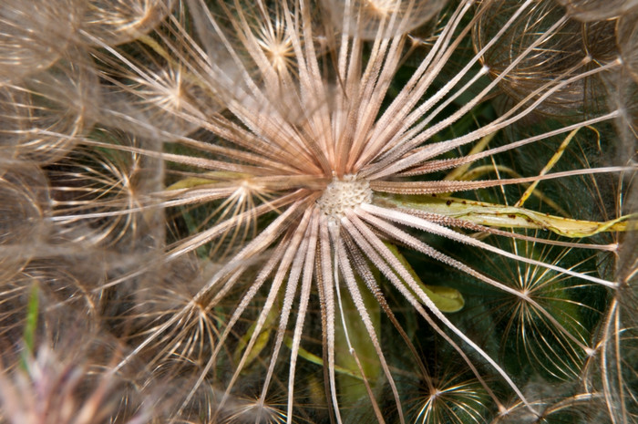 蒲公英种子熊水果与白色植绒的从6月直到中期秋天