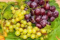葡萄是属植物的家庭维他菌科
