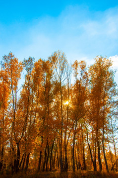 秋天树的南部乌拉尔9月