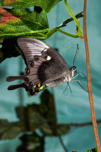 蝴蝶帕皮里奥燕尾服蝴蝶是大色彩斑斓的蝴蝶的家庭凤蝶科