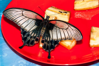 蝴蝶帕皮里奥燕尾服蝴蝶是大色彩斑斓的蝴蝶的家庭凤蝶科