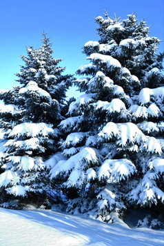 圣诞节树冬天白色和毛茸茸的雪