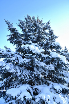 圣诞节树冬天白色和毛茸茸的雪