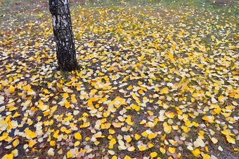 的概念秋天雨滴和<strong>淡黄</strong>色的叶子