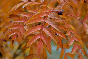 的概念秋天雨滴和<strong>淡黄</strong>色的叶子