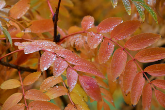 的概念秋天雨滴和<strong>淡黄色</strong>的叶子